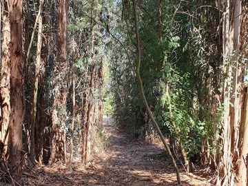 Venta / Terreno Agricola / Quilpué