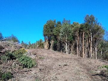 Venta / Terreno Agricola / Quinchao