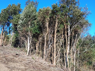 Imagen 5