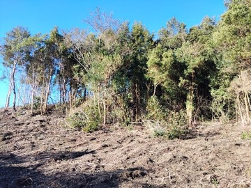Imagen 5