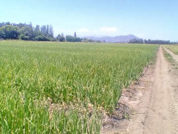 Venta / Terreno Agricola / Quinta de Tilcoco