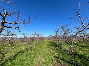 Plantación de cerezos variedad Santina