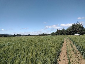 Venta / Terreno Agricola / Renaico