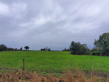Venta / Terreno Agricola / Río Bueno