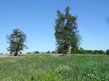 Venta / Terreno Agricola / Río Bueno