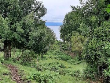 Venta / Terreno Agricola / Río Bueno