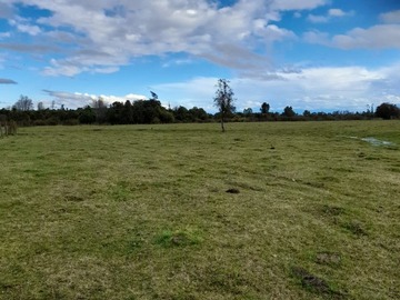 Venta / Terreno Agricola / Río Bueno