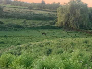 Venta / Terreno Agricola / Río Claro