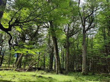 Venta / Terreno Agricola / Río Ibáñez