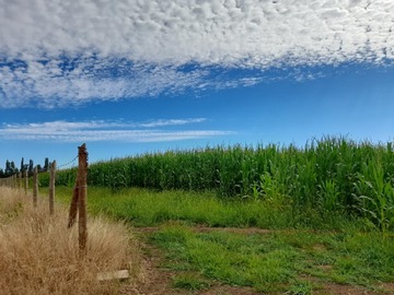 Venta / Terreno Agricola / San Carlos