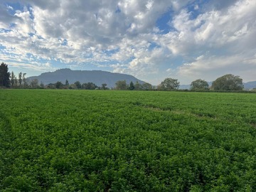 Venta / Terreno Agricola / San Clemente
