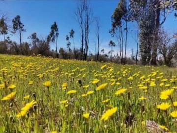 Venta / Terreno Agricola / San Nicolás