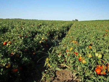 Venta / Terreno Agricola / San Vicente de Tagua Tagua