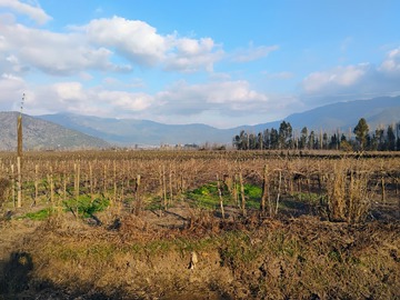 Venta / Terreno Agricola / San Vicente de Tagua Tagua