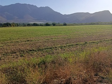 Venta / Terreno Agricola / San Vicente de Tagua Tagua