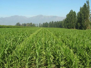 Venta / Terreno Agricola / San Vicente de Tagua Tagua