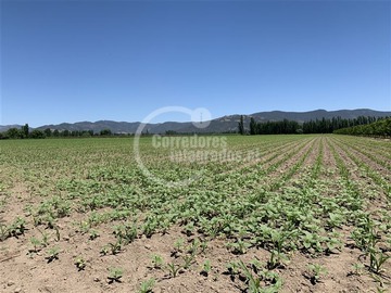 Venta / Terreno Agricola / San Vicente de Tagua Tagua