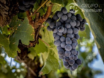 Venta / Terreno Agricola / Santa María