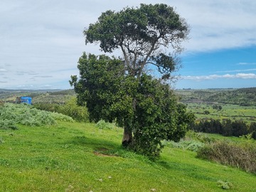 Venta / Terreno Agricola / Santo Domingo