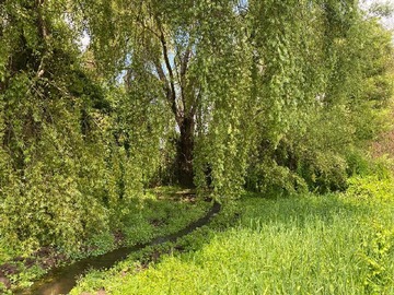 Venta / Terreno Agricola / Teno
