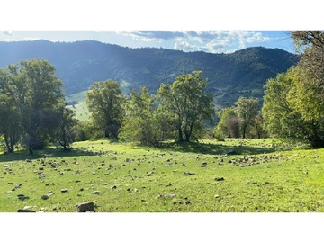 Venta / Terreno Agricola / Teno