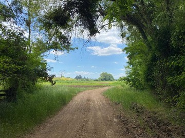 Venta / Terreno Agricola / Teno