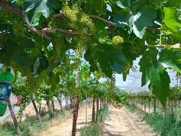 Venta / Terreno Agricola / Til til