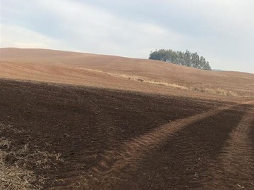 Venta / Terreno Agricola / Traiguén
