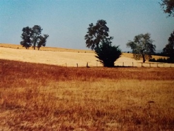 Venta / Terreno Agricola / Traiguén