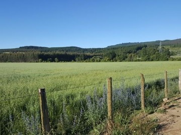 Venta / Terreno Agricola / Tucapel