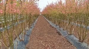 Venta / Terreno Agricola / Yerbas Buenas