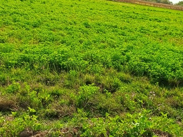 Venta / Terreno Agricola / Yerbas Buenas