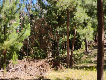 Venta / Terreno Forestal / Constitución