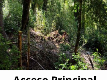 Venta / Terreno Forestal / Cunco