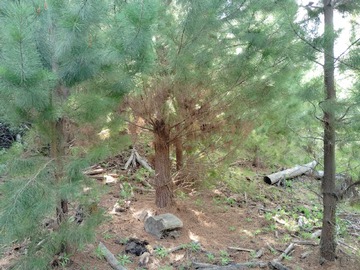Venta / Terreno Forestal / Curepto