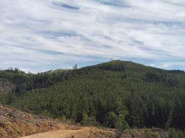 Venta / Terreno Forestal / Curepto