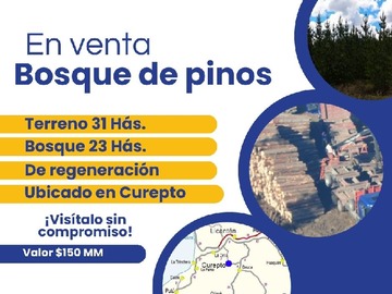 Venta / Terreno Forestal / Curepto