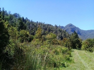 Venta / Terreno Forestal / Los Muermos