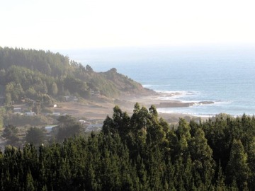 Venta / Terreno Forestal / Pelluhue
