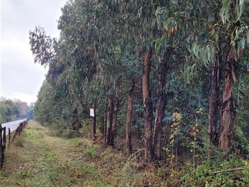 Venta / Terreno Forestal / Portezuelo