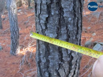 Venta / Terreno Forestal / Quirihue