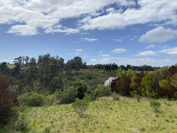 Venta / Terreno / Algarrobo