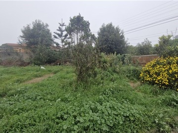 Venta / Terreno / Algarrobo