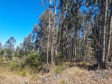Venta / Terreno / Algarrobo