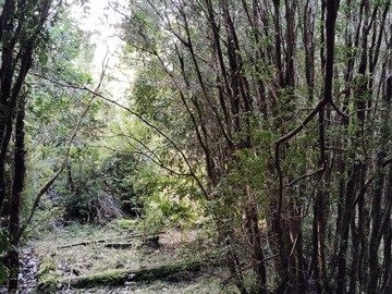 Camino interior