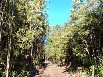 Camino interior