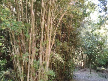 Camino interior