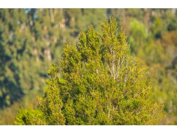 Venta / Terreno / Ancud