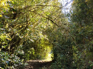 Camino interior