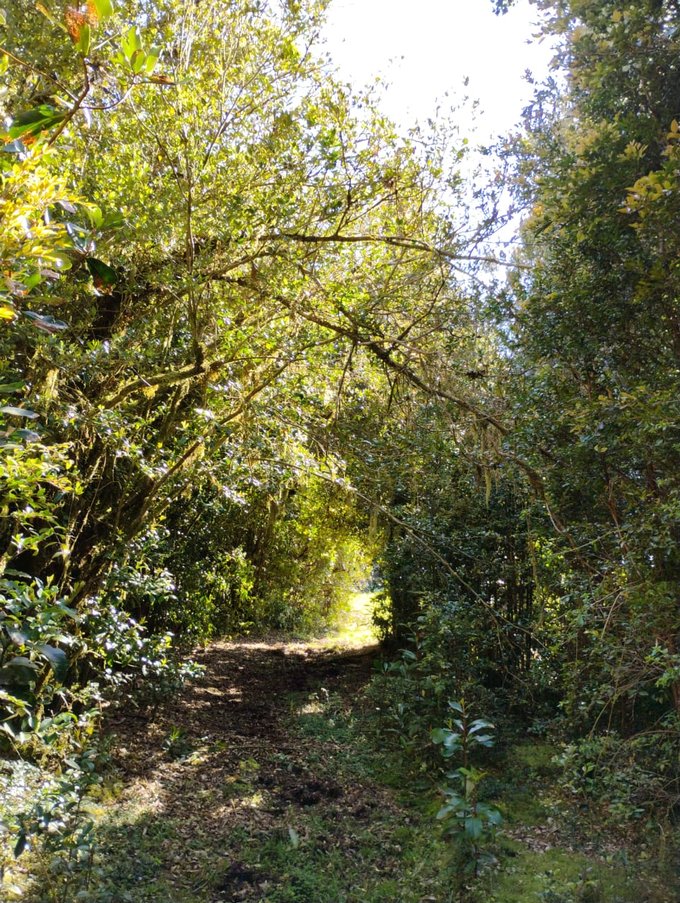 Camino interior